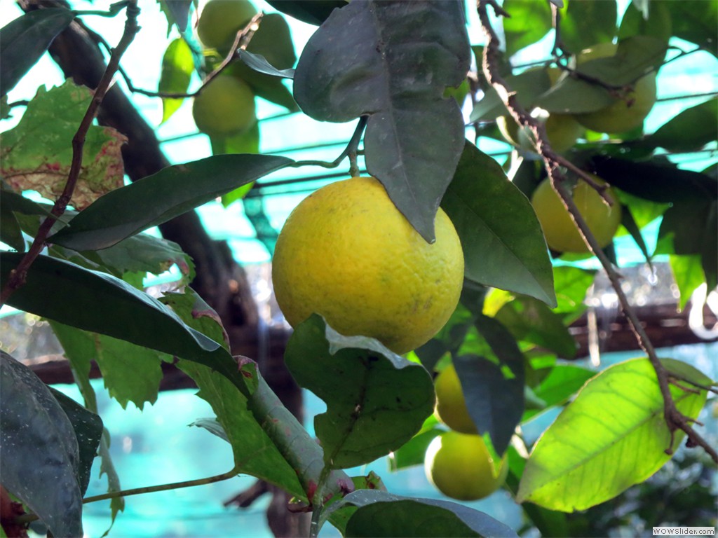 2018-10-17_Sorrento_025